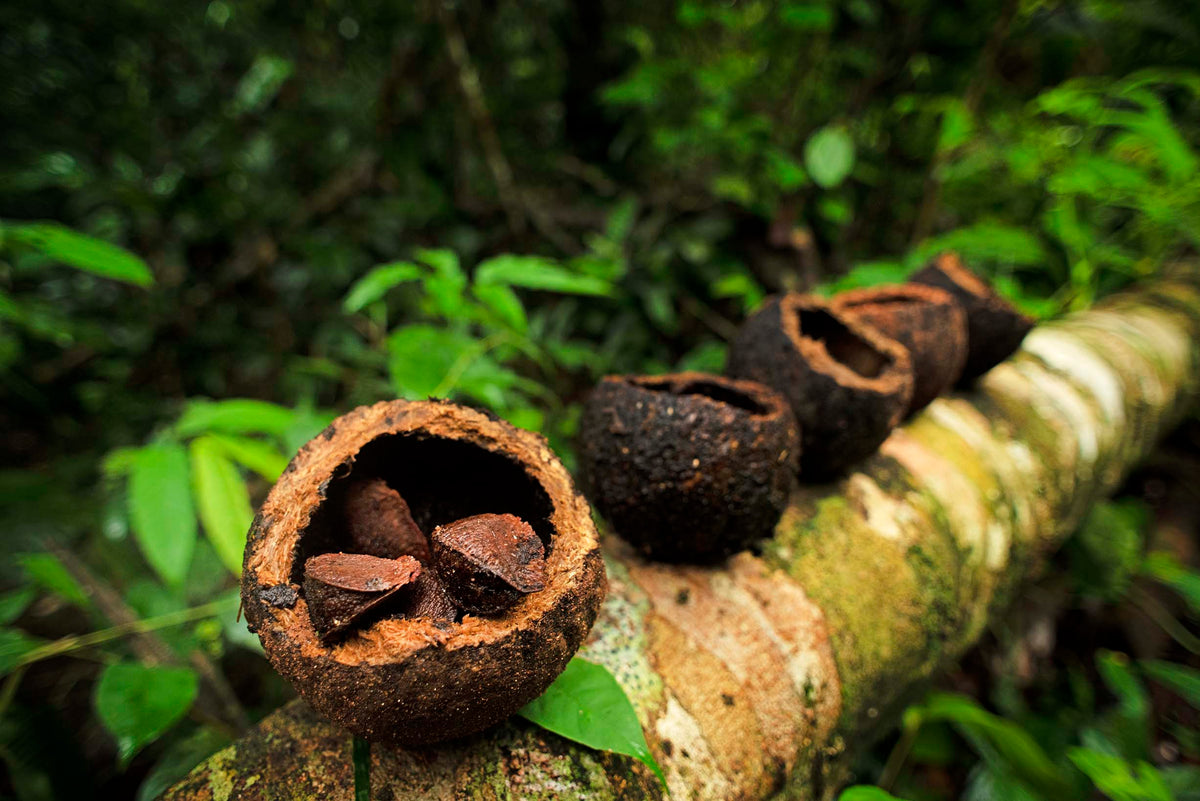 Brazil nuts lined up on a Castaño Tree in the Amazon. 