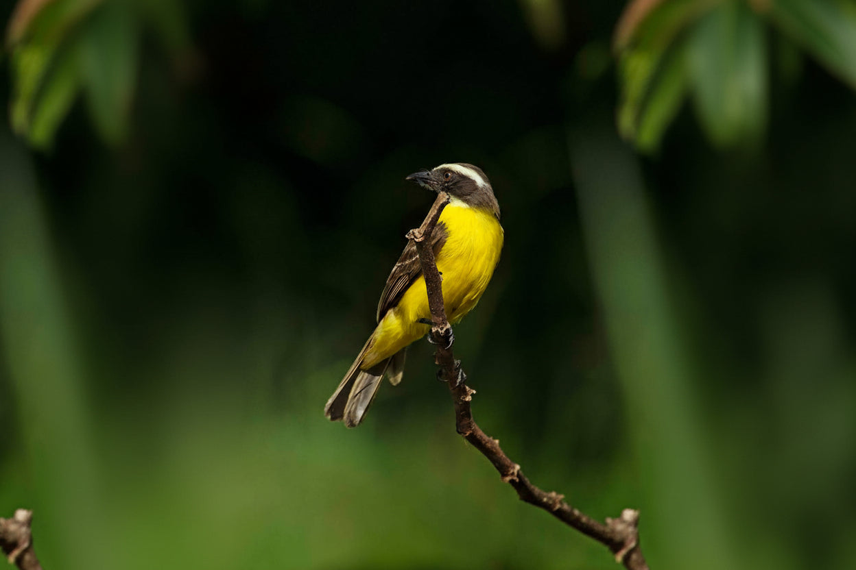 Yellow and black bird in the amazon perched on a branch with a blurred green background